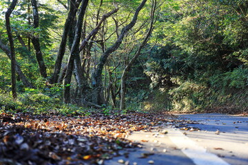 初秋の森の道路に当たる木漏れ日