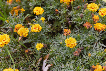 Marigold yellow summer flower or tagetes background