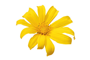 yellow flower isolated on white background.