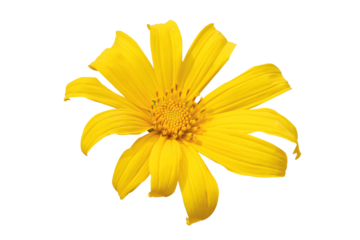 yellow flower isolated on white background.