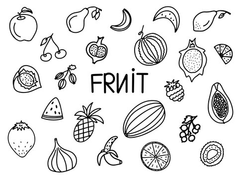 set of fresh fruits. doodle style image