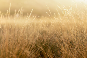 Autumn alpen meadow with yellow fluffy dry grass on tussocks in golden sunlights on sunset closeup...