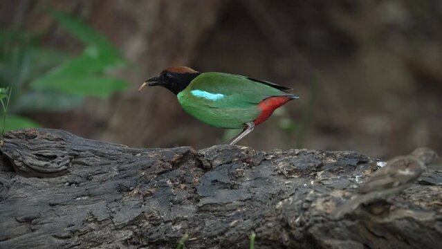 Fairy pitta (Pitta nympha) Beautiful brightly multiple colors bird perching on rock.