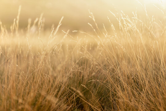 Autumn alpen meadow with yellow fluffy dry grass on tussocks in golden sunlights on sunset closeup with blur. Idyllic gentle herbal background of wild nature.
