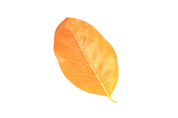 brown dry leaves isolated on white background.