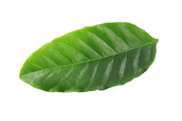 Obraz premium dark green fresh leaves isolated on white background.