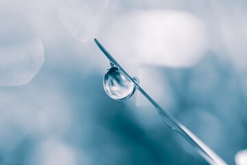 drop of water on the grass leaf in rainy days in autumn season, blue background