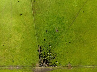 Sustainable agriculture business, cows grazing on a green meadow, regenerative agricultural farm with cattle. Livestock on a ranch.