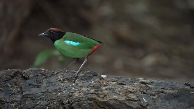 Fairy pitta (Pitta nympha) Beautiful brightly multiple colors bird perching on rock.