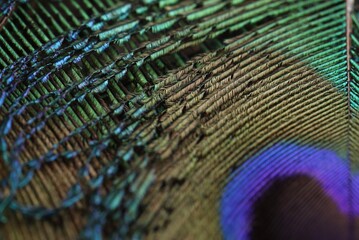 Peacock feather macro. Peafowl feather macro. Beautiful and colorful feather abstract texture background wallpaper. Amazing nature. Bird feather. Feather pattern. Natural background.