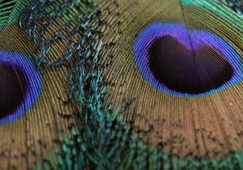 Fototapeta premium Peacock feather closeup. Feather isolated.