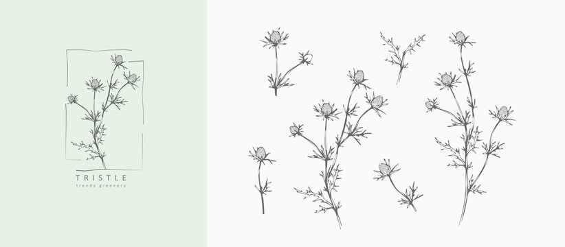 Set of luxury flowers and logo. Trendy botanical elements. Hand drawn line leaves branches and blooming. Wedding elegant wildflowers for invitation save the date card. Vector