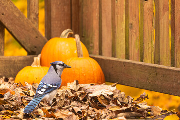 Blue Jay in fallen leaves with three pumpkins.
