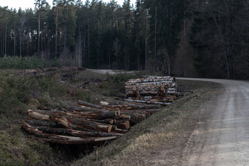 Freshly cut trees in the forest, on the side of a forest road