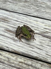 frog on wood