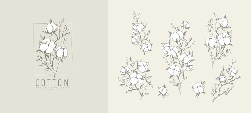 Cotton plant logo and branch. Hand drawn line wedding herb, elegant leaves for invitation save the date card. Botanical rustic trendy greenery