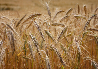 Gold wheat field. Roggenburg, Switzerland. Beauty world.