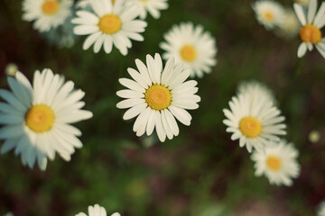 beautiful flowers on a green meadow