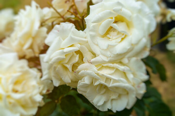 Natural floral background with white roses