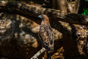 portrait eagle in the woods	
