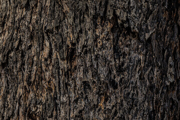 old wood background close up