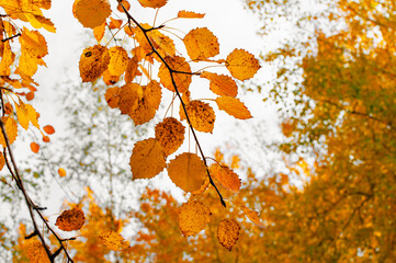 Early autumn in the park with view on colorful tree leaves, day time