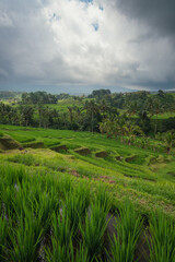 Jatiluwih rice terrace in bali with rice stacks