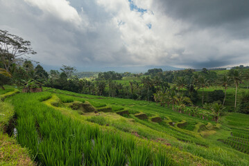 Fototapeta na wymiar Jatiluwih rice terrace in bali in the clouds