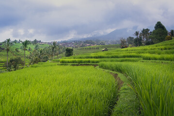 Fototapeta na wymiar Jatiluwih rice terrace in bali cloudy