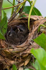 Chicks of Yellow-vented bulbul in the nest.