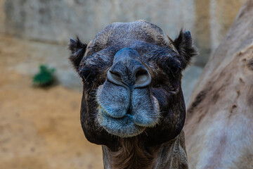 portrait of a camel close up