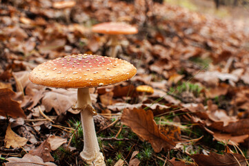 The red mushrooms. Amanita Muscaria. Autumn mushroom. Toadstool. Close-up