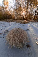 grass at sunset on the river bank