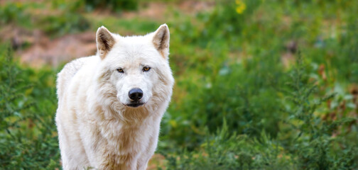 Loup blanc arctique(Canis lupus arctos)
