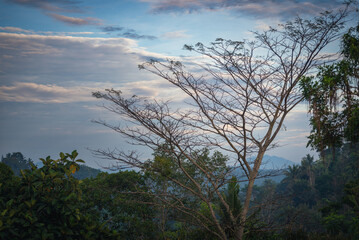Tree on mountain Sidemen Bali