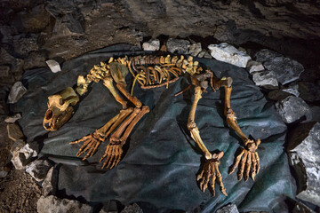 Cave bear skeleton on the ground