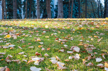 Autumn, fall landscape with a tree full of colorful, falling leaves, Autumn park with yellow trees and green grass