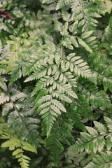 fern leaves