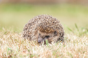 Naklejka na ściany i meble hedgehog on the grass....