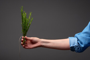 Hand holding green rosemary on dark grey background