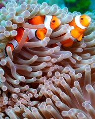 Vertical shot of two clownfish in the reef