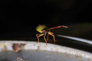 natural stenodema insect macro photo