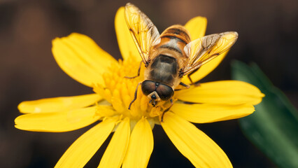 Details of a Hoverfly on a yellow flower and bluish background
