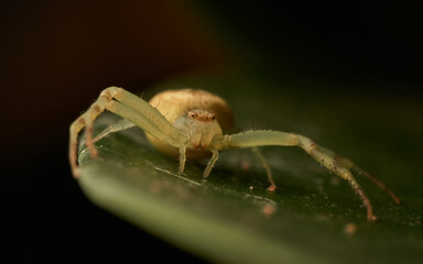 White spider standing on green leaf