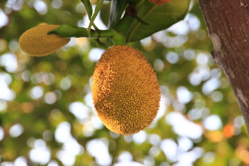 A jackfruit on the tree ripe and ready to eat. Fruit with yellow flesh, sweet taste, crispy.