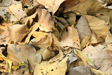 Naklejka premium Lots of brown dry leaves on the ground.