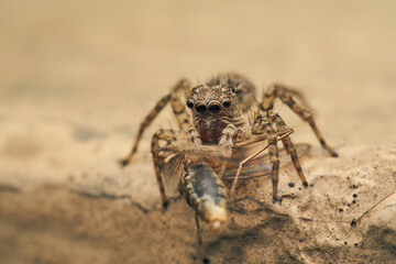 Details of a jumping spider eating an insect