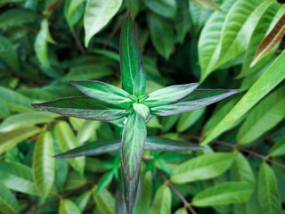 Natural fresh green leaves provide fresh air at the park.