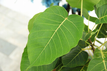 Natural fresh green leaves provide fresh air at the park.