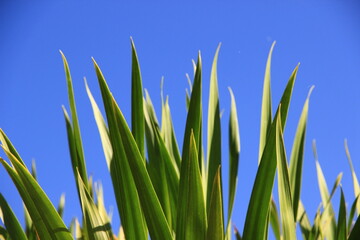 Natural fresh green leaves provide fresh air at the park.